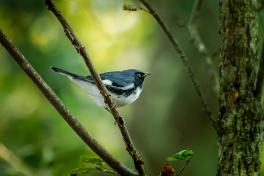 Image "Black-throated Blue Warbler" by Melody Mellinger