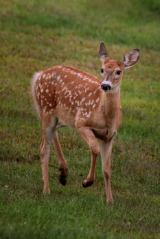 Image "Bambi in my Backyard" by Melody Mellinger
