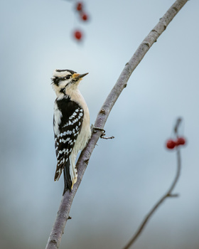 Image "Downy Woodpecker" by Melody Mellinger