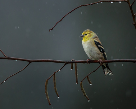 Image "December Rain" by Melody Mellinger
