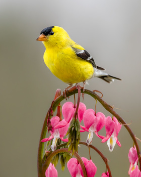 Image "Hearts of Spring" by Melody Mellinger