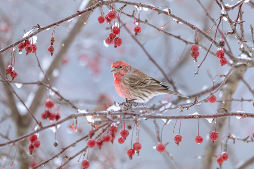 Snow on the Crabapples by Melody Mellinger