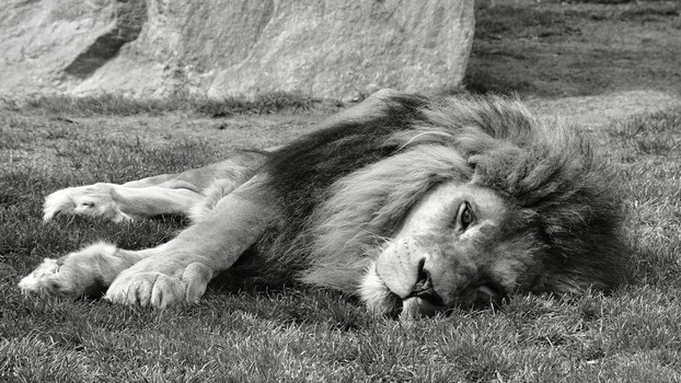 Image "Lion in wildpark Valencia" by Cees Albers