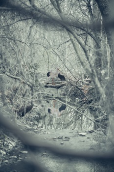 Image "A Forest in Heaven" by AD T