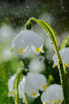 Image "Leucojum vernum. Spring snowflakes in the rain" by Lubomir Dajc