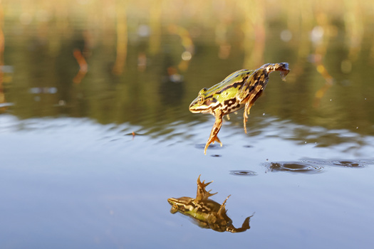 Image "jump" by Lubomir Dajc