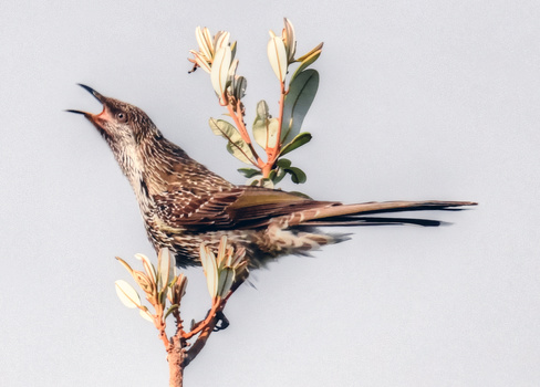 Image "Little Wattlebird" by Stuart Walsh