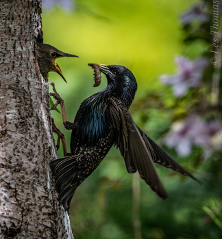 Image "Starling feeding its young" by Les Thomas