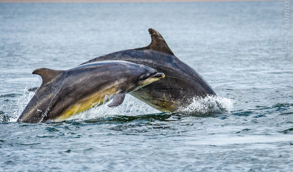 Image "Cow and Calf Bottlenose Dolphin." by Les Thomas