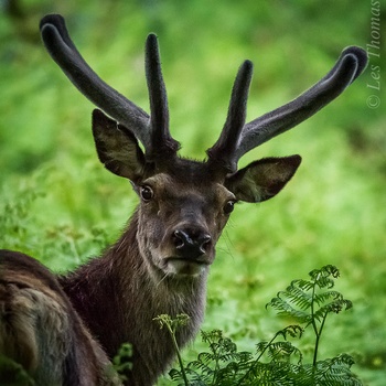Image "Deer in velvet" by Les Thomas