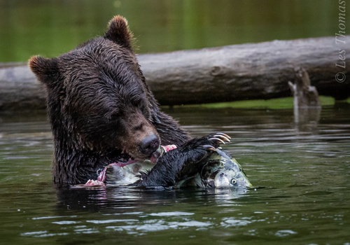 Image "Feeding Grizzly" by Les Thomas