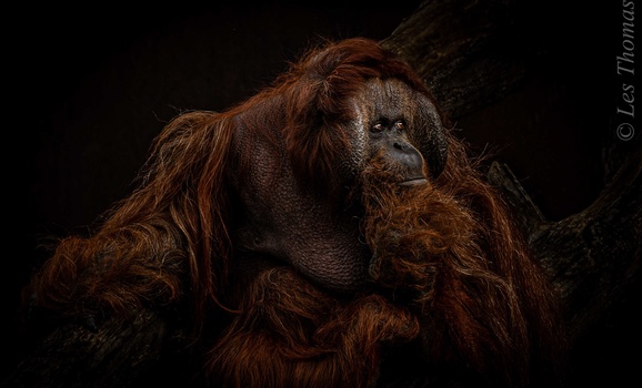 Image "Thoughtful Orang utan" by Les Thomas