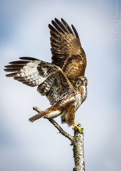 Image "Buzzard flying away" by Les Thomas