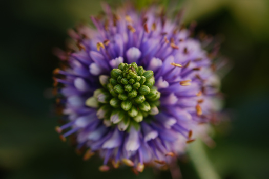 Image "Hebe flower" by Henk de Haan