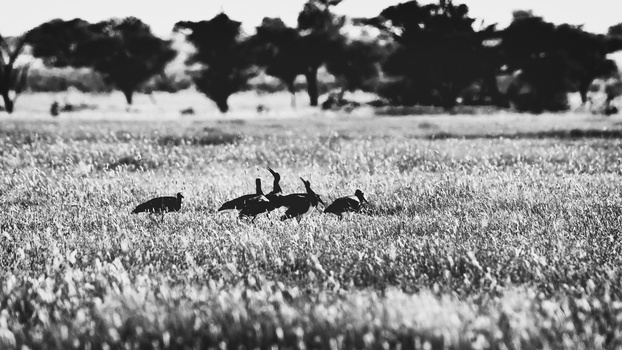 Image "Snack" by Marisa Du Toit