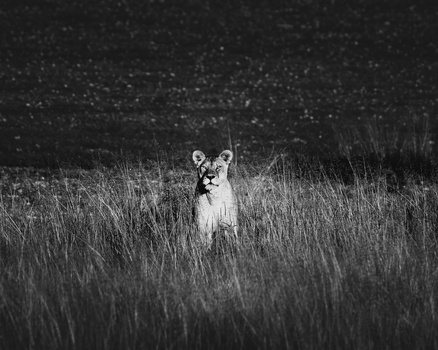 Image "Who you?" by Marisa Du Toit