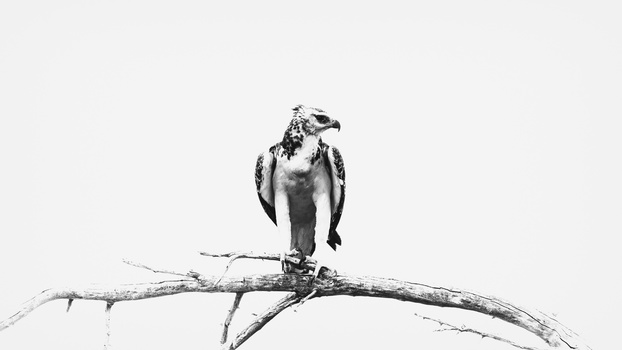 Image "Sleek" by Marisa Du Toit