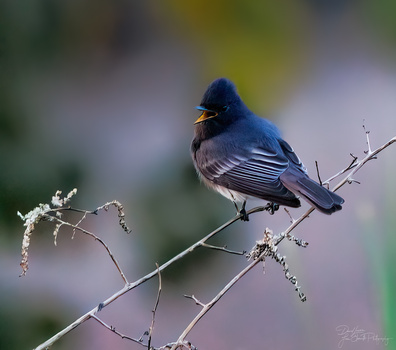 Image "Black Phoebe Untitled 3" by Daniel Lacroix