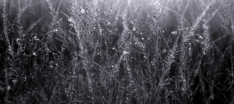 Image "Grasses of Africa..." by Mike Osmond