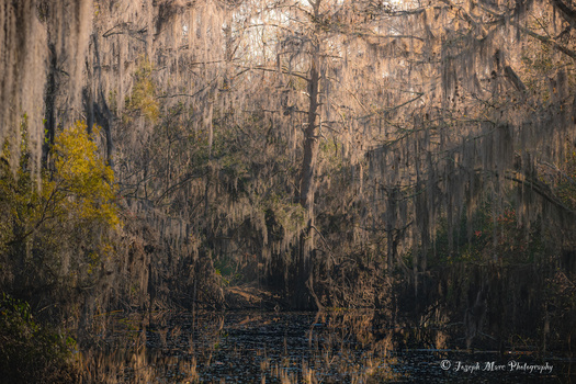Image "Draped in Spanish Moss" by Joseph Marc Photography