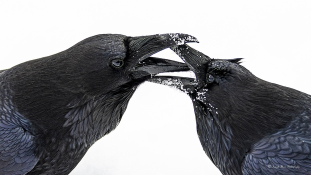Image "Ravens Kissing in the Snow" by Joseph Marc Photography