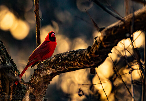 Image "Boke Bird" by Douglas LeBlanc