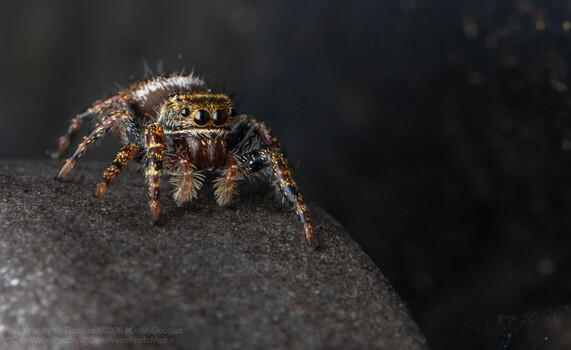 Image "Brilliant Jumping Spider" by Douglas LeBlanc