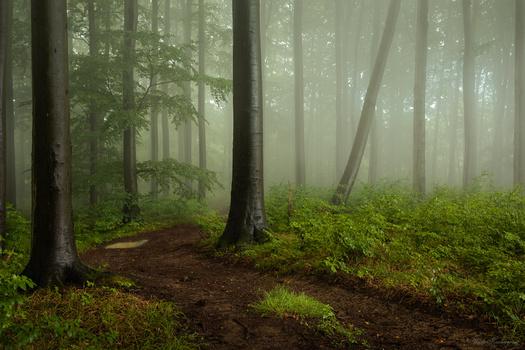 Image "Morning forest" by Vladimír Kucharovic