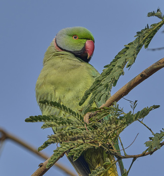 Image "Rose ringed parakeet" by Amitava Ghoshal