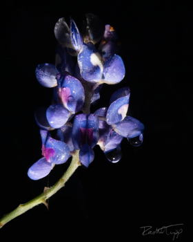 Image "Texas Bluebonnet" by Rachel Tripp