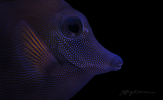 View Tang Portrait by Jeffrey R Farmer