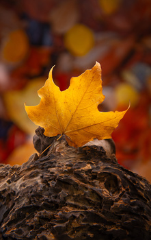Image "Go Canada!" by Alexander Gubskiy