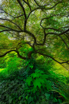 Image "Beneath the Breath of Summer" by Alexander Gubskiy