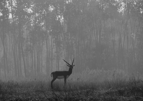 Image "The black buck of Vetnai Odisha" by Sayan Dutta Bar