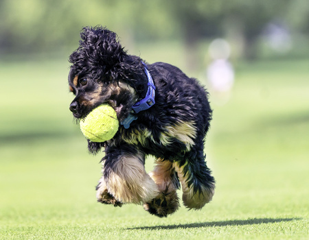 Image "Cocker Spaniel Wheels Up!" by terry Stahly