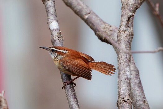 Brown wren perched on a lichen-covered branch against a soft blurred background