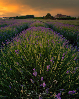 Image "Atardecer en lavanda" by Jorge Lázaro