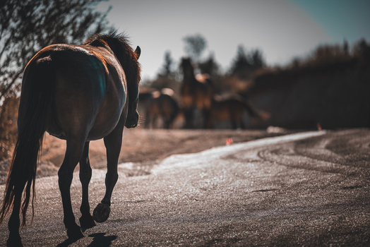 Image "Street horses" by Edrin Spahiu