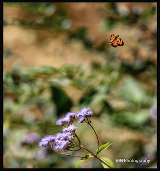 Image "Butterfly in flight" by Matthew Norton