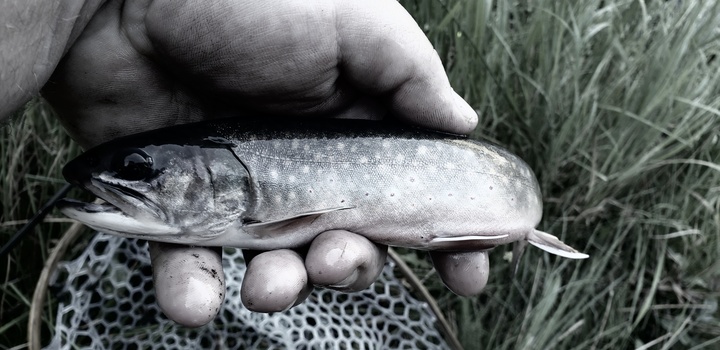 Image "Bucket List Brookie" by Bill Pierre