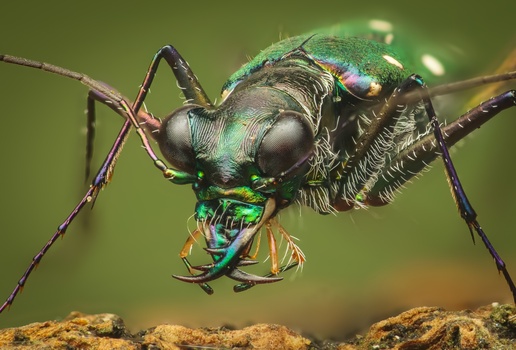Image "Thopeutica Sp." by Mark Kineth Casindac