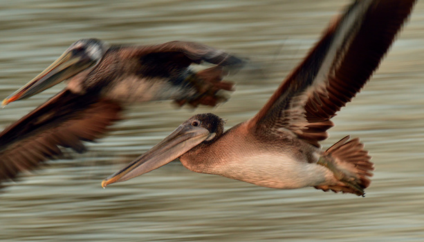 Image "Brown Pelicans in Flight" by Kenneth Wong