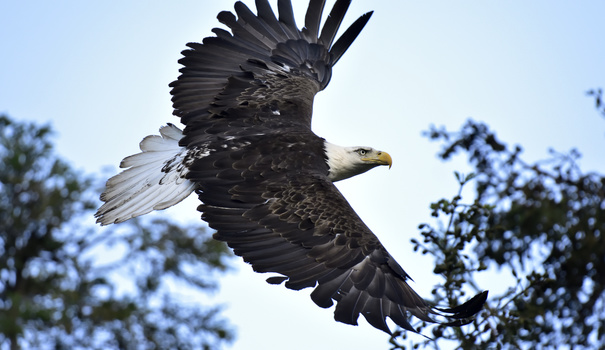 Image "Bald Eagle in Flight" by Kenneth Wong