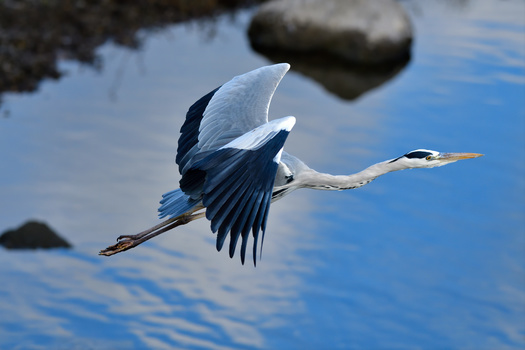 Image "Gray Heron in flight" by Kenneth Wong