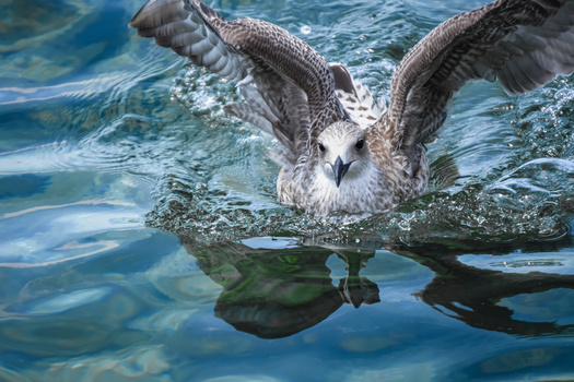 Image "Seagull on water" by Monika Labosova