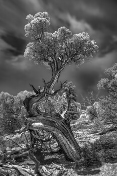 Image "Utah Juniper" by J Nathaniel Dicke