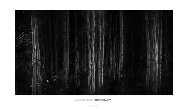 Image "Woodland Spirits" by J Nathaniel Dicke