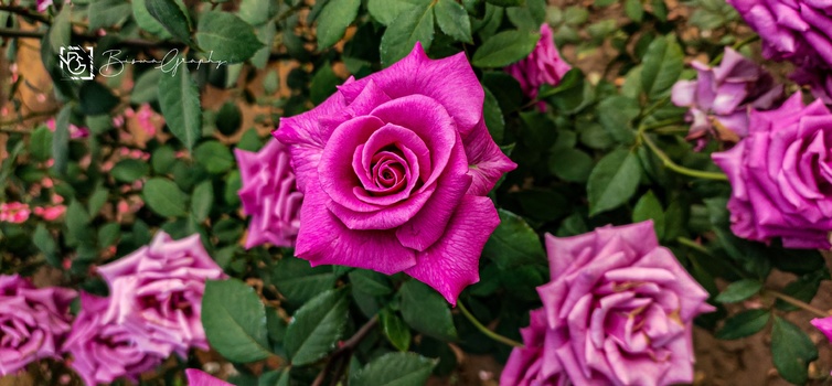Image "P.Rose" by Biswajit Maharana