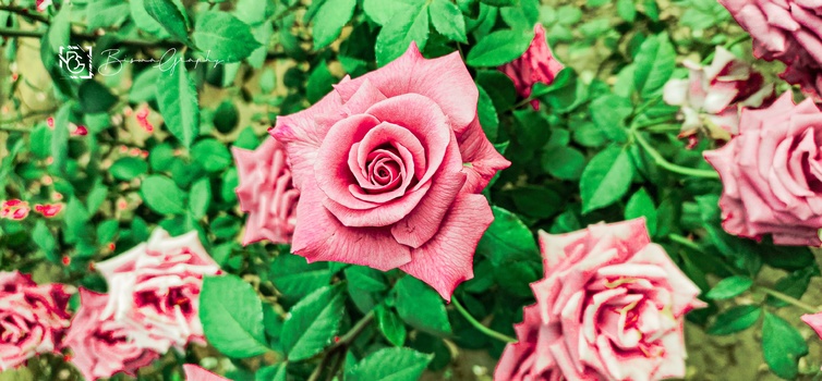 Image "L.P.Rose" by Biswajit Maharana