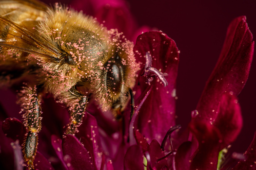 Image "Bee Covered With Pollen" by Jörn Paessler